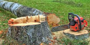 Reliable Port Arthur, TX Tree Removal Services Solutions