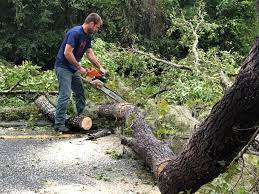 Best Storm Damage Tree Cleanup  in Port Arthur, TX