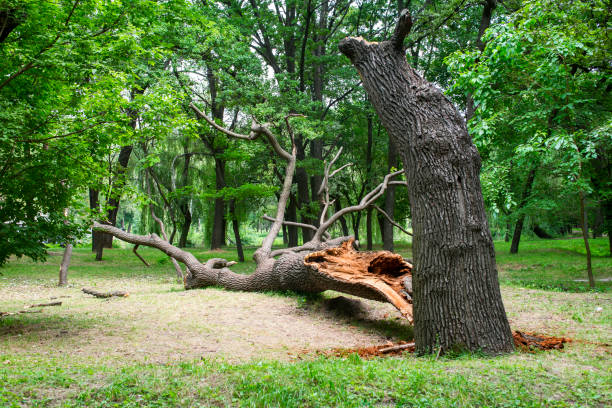  Port Arthur, TX Tree Removal Services Pros