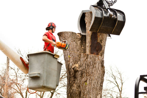 How Our Tree Care Process Works  in  Port Arthur, TX